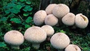 马勃菌切开是黑色的可以吃吗？不可以，含有微量毒性