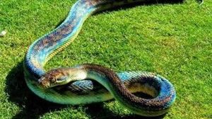 紫晶蟒有毒吗？没有，反而是通过缠绕让猎物窒息而死