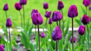 郁金香的花语是什么？是爱的告白、祝福以及永恒