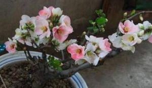 海棠花的花语究竟是什么？是苦恋、美丽、离愁之感