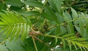 矮柳适应环境的能力有多强？能够有效地为自己提供营养