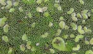 芜萍作为一种漂浮于水面的草本植物，它有什么大功效？