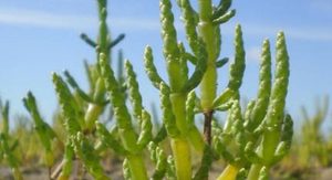 盐角草为何是世界上最著名的耐盐植物？其含盐量高达92%