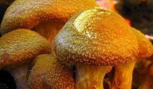 密歇根蜜环菌有什么价值？为何是自然界中最大的生物？