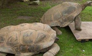 在自然界的生物中，巴西龟有怎样的生活习性与特征？