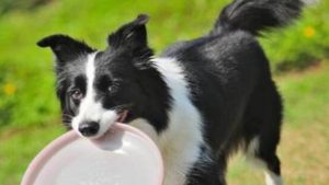 边境牧羊犬的智商有多高？为何被称为世界上最聪明的狗？