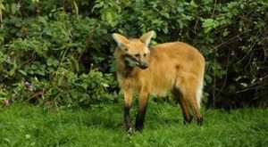 世界上腿最长的犬科动物位于哪里？它有什么特殊之处？
