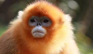 金丝猴到底长什么样？为什么是世界上最不怕冷的猴子？