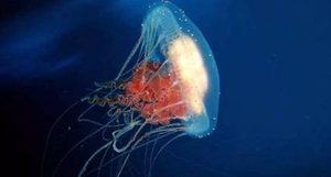 世界上最毒的生物为什么是箱水母？其避障能力有多强？