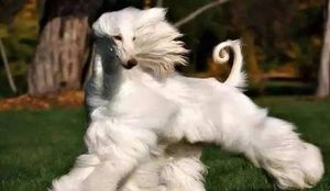 世界上最漂亮的犬种长什么样子？它们的性格怎么样？