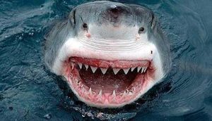 作为世界上牙齿最硬的动物，鲨鱼的咬食压力有多强？