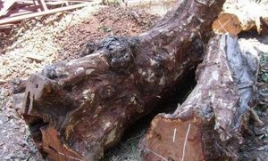 “刺猬紫檀”怎么辨别真假？真的“刺猬紫檀”是什么样的？