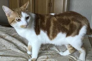 古代是何时开始训猫的？古代时的猫有什么样的地位？