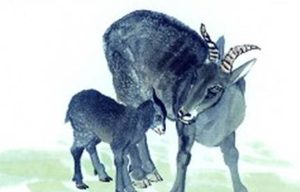 关于羊的生肖神话有哪些？各地区的民俗是怎样的？
