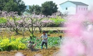 农业生产在春分节气要注意哪些？农作物该怎么种植？