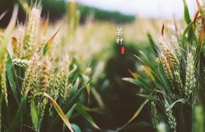 芒种在二十四节气中有什么含义？芒种节气意味着什么？