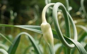 早在5000年前的古埃及、古罗马时代，大蒜为何很受欢迎？
