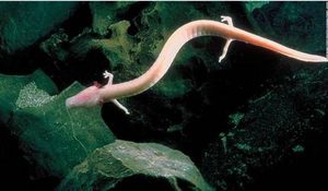 洞螈这种生物非常懒，那么它究竟是怎么活下来的？