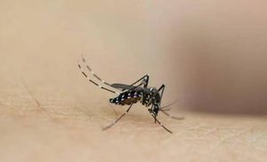 如果地球上的蚊子都没有了，生物的生存将受到什么威胁？