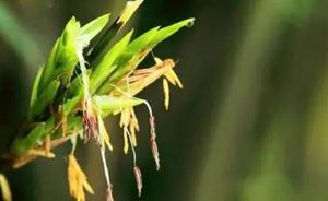 老古话说的“竹子开花，马上搬家”是什么意思？有何可怕之处？