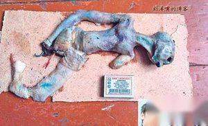 历年来世界各地发现的神秘生物 十大神秘生物(图)