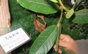 古代见血封喉的剧毒药物你都知道几种?