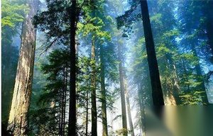 亚马逊史前文明揭秘：神秘雨林竟是人造？