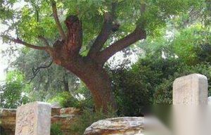 吊死崇祯皇帝的那颗树 如今竟引来大量游客参观