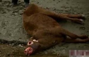 美国屠牛事件是怎么回事？“屠牛事件”真的是外星人所为？