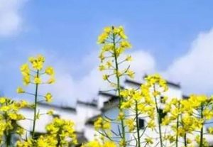 权德舆拼音是什么？怎么读？