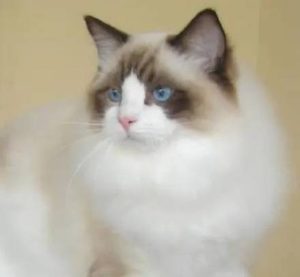 体型最大的猫是什么？体积有多大？