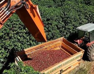 咖啡 甘蔗 柑橘产量首位在哪里？世界金刚石产量首位是什么国家？