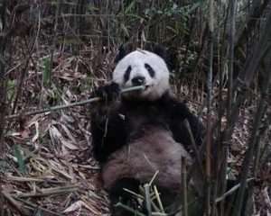 圈养大熊猫的刻板行为有什么危害？如何改善圈养大熊猫的刻板行为？