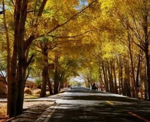 花土沟在什么地方？气候怎么样？