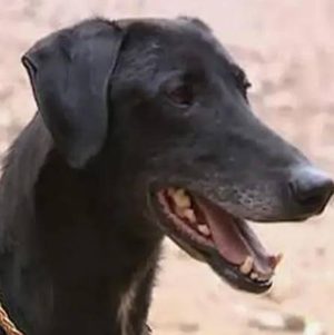 揭秘哮天犬的网络意思：从神话传说到网络热词
