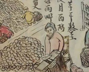 红薯：中国人口增长的无声功臣
