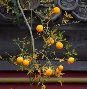 追寻古诗印记：橘生淮南则为橘，生于淮北则为枳