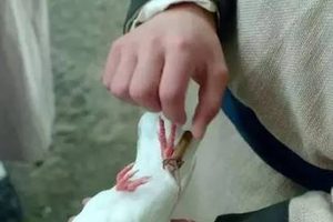 古代信鸽送信：效率与局限的千年博弈