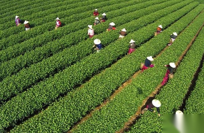 明前茶历史图片