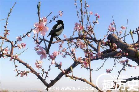 梅花历史图片