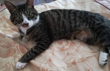 古代是何时开始训猫的？古代时的猫有什么样的地位？历史图片