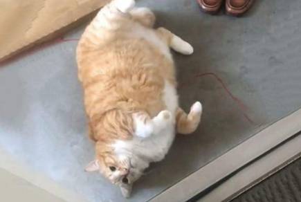 古代是何时开始训猫的？古代时的猫有什么样的地位？历史图片