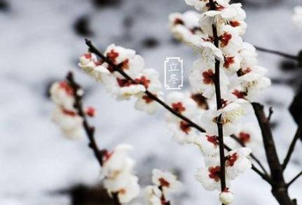 2019年立冬是什么时候？今年是冷冬还是暖冬？历史图片