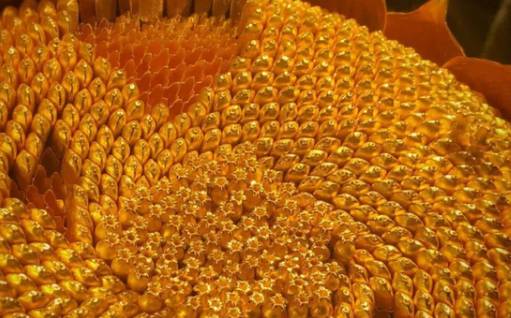 古代的“金瓜子”是什么东西？“金瓜子”不能买卖有什么用？历史图片