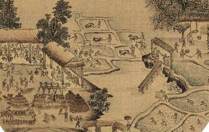 占城稻历史图片