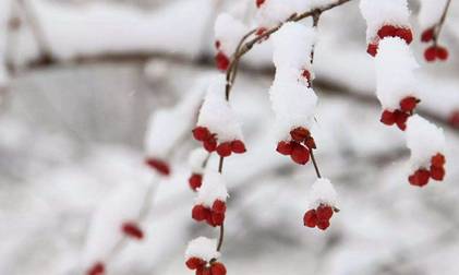 大雪历史图片
