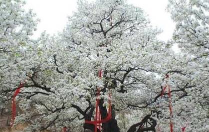 中国历史图片