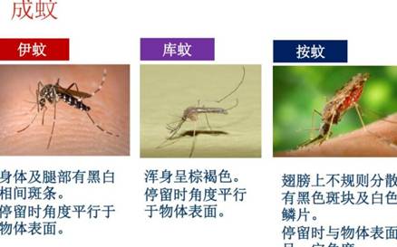 蚊子历史图片