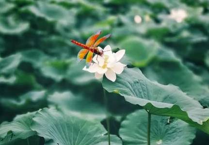 荷花历史图片