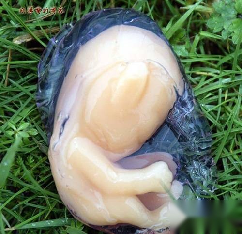 神秘生物历史图片
